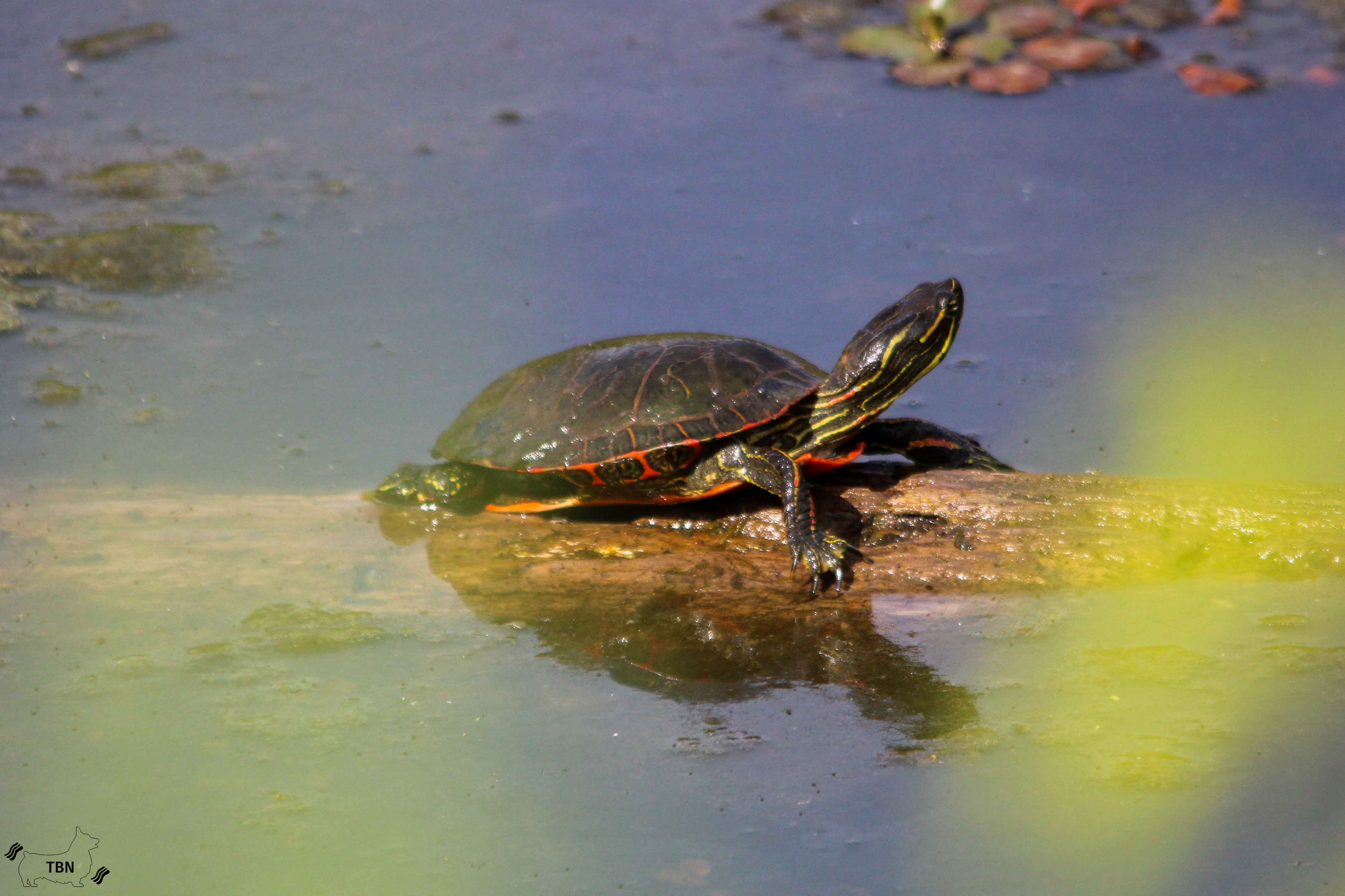 Painted Turtle